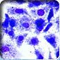 Nanodiamonds uptake by lung epithelial cells